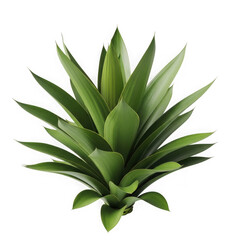 A close-up depiction of a healthy agave plant with vibrant green leaves and sharp tips