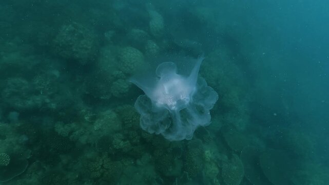 Top view of a harmless pot lid jellyfish Netrostoma nuda drifting calmly, revealing its broad dome shape and translucent body. This species is non-stinging and safe to observe. 