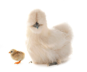 silkie chicken in studio