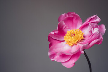 One single magenta pink peony flower in full bloom against gray background, close-up view. Spring or summer bloom. Copy space for text.