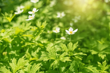 White spring anemone flowers in sunlight outdoors, selective background. Spring art background. Anemone nemorosa