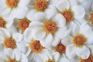 Heap of beautiful fresh white dahlia flowers in full bloom, top down view. Floral natural texture for background with vibrant blossoms.