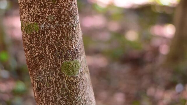 agarwood tree, Agarwood tree in the plant,Thymelaeaceae tree raw material for making perfume
