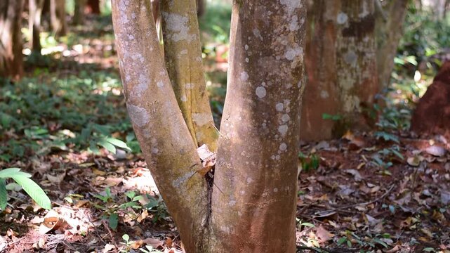 agarwood tree, Agarwood tree in the plant,Thymelaeaceae tree raw material for making perfume