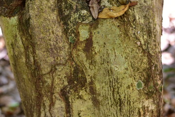 agarwood tree, Agarwood tree in the plant,Thymelaeaceae tree raw material for making perfume