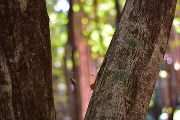 Obraz premium agarwood tree, Agarwood tree in the plant,Thymelaeaceae tree raw material for making perfume