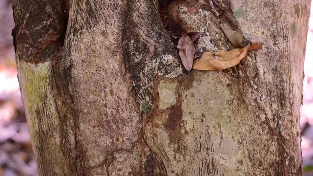 agarwood tree, Agarwood tree in the plant,Thymelaeaceae tree raw material for making perfume