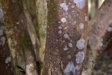 agarwood tree, Agarwood tree in the plant,Thymelaeaceae tree raw material for making perfume