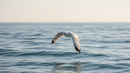 Fototapeta premium “Seagull Flying Over Ocean with Clear Horizon”