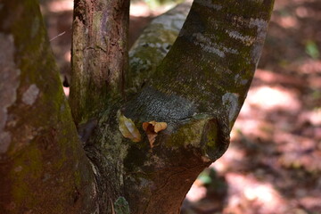 agarwood tree, Agarwood tree in the plant,Thymelaeaceae tree raw material for making perfume