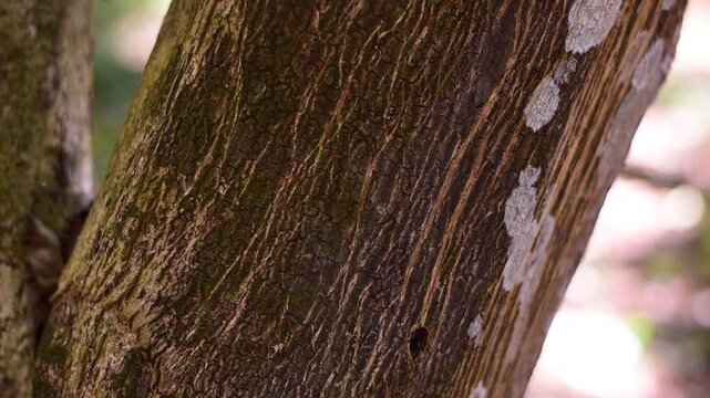 agarwood tree, Agarwood tree in the plant,Thymelaeaceae tree raw material for making perfume