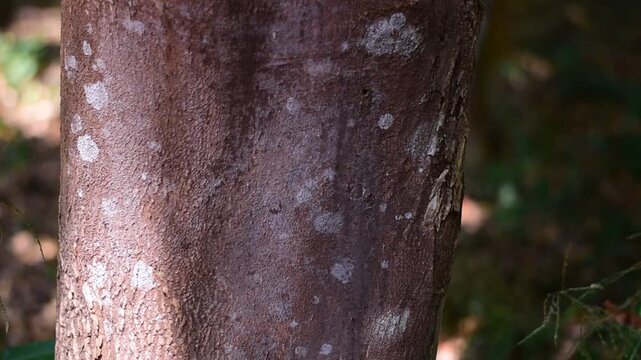 agarwood tree, Agarwood tree in the plant,Thymelaeaceae tree raw material for making perfume