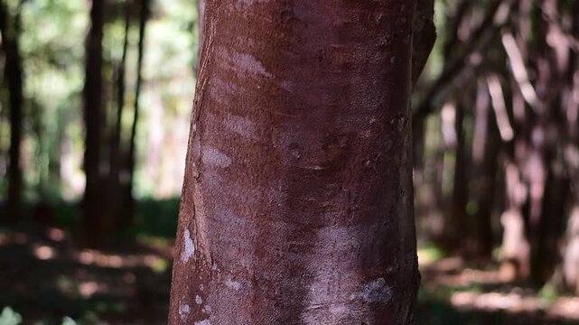 agarwood tree, Agarwood tree in the plant,Thymelaeaceae tree raw material for making perfume