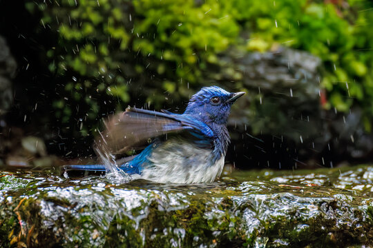 オオルリ, Blue-and-white Flycatcher (Cyanoptila cyanomelana), ヒタキ科,
山梨県富士吉田市大洞の水場-2025
山中湖の別荘地内にある水場。
崖から美しい清水が湧くポイントで、古くから登山者が水を飲んだり、野鳥が水浴びをしたりする。
