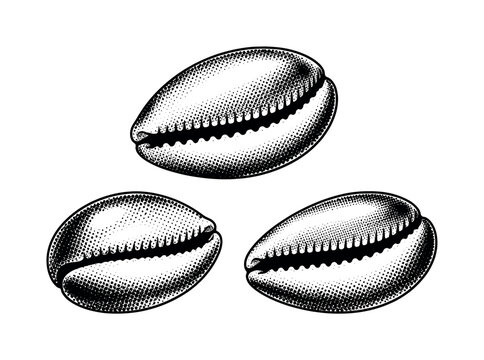Halftone Cowrie Shell. Sea shell