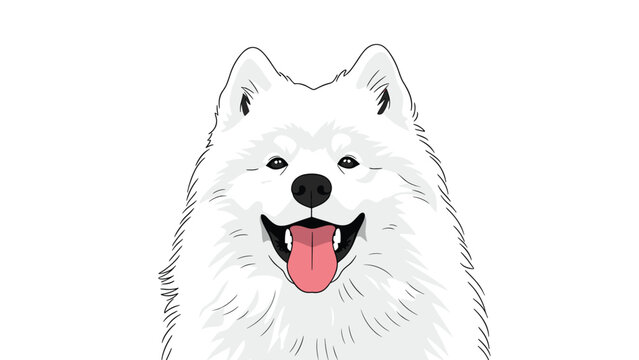 Close up portrait of a smiling white samoyed dog with its tongue out against a plain white background for pet breed identification.