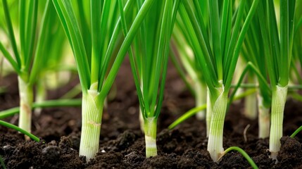 Obraz premium Fresh Green Onion Sprouts Growing in Rich Dark Soil Under Natural Lighting Conditions