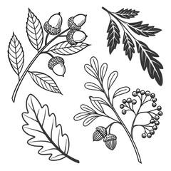 A detailed illustration of various types of leaves and acorns Vector © Eva