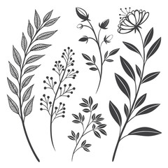 A collection of various botanical illustrations showcasing different types of leaves and flowers Vector