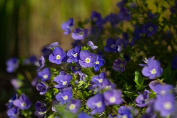 blue flowers Veronica