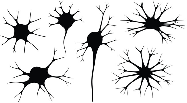 Neurons with branching dendrites and axons on white background