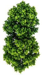 Fototapeta premium Overhead view of vibrant green tree isolated on a white background