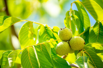Walnuts ripened on the tree. Walnuts growing on a tree, close-up. Harvest nuts in the garden in autumn.