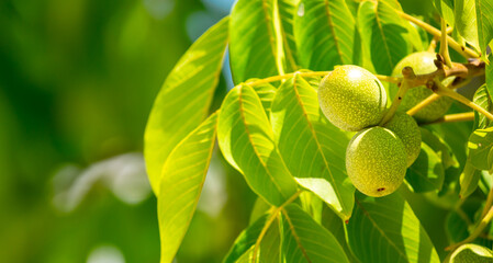 Walnuts ripened on the tree. Walnuts growing on a tree, close-up. Harvest nuts in the garden in autumn.