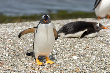 Fototapeta premium A Gentoo Penguin (Pygoscelis) on rocks on a beach.