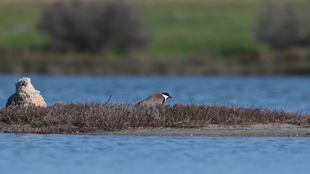 A spur-winged lapwing (Vanellus spinosus) observed in a wetland area within its natural habitat.