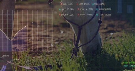 Grazing horse muzzle lowering into pasture, showing knotted purple halter, lead rope, overlays