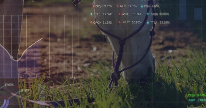 Grazing horse muzzle lowering into pasture, showing knotted purple halter, lead rope, overlays