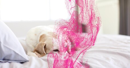 Sleeping light tan and white dog curling on bed near bright window, with pink particle overlay