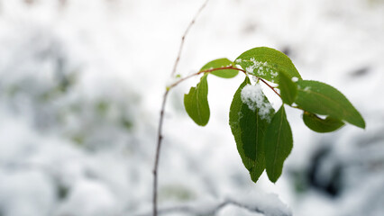 Fresh Snow on Green Leaves in Winter Forest