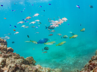 サザナミフグ,  White-spotted puffer, Arothron hispidus, フグ科, ホウライヒメジ, Whitesaddle goatfish, Parupeneus ciliatus, ヒメジ科, メジナ, Largescale Blackfish, Girella punctata, イスズミ科, 他。 ヒリゾ浜南伊豆町中木 静岡県伊豆半島-2025 日本有数のシュノ © d3_plus