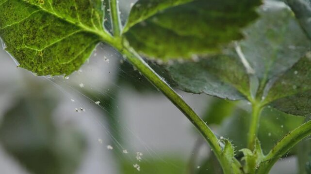 Extreme macro shot of tiny spiderlings crawling on silk threads attached to a garden plant. Perfect for nature documentaries, biology education, and pest control marketing.