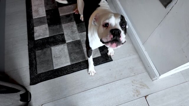 Looking Down At American Bulldog Alapaha Breed Barking Indoors On Wood Floor With Rug Black And White Dog Portrait Domestic Animal Canine Pet