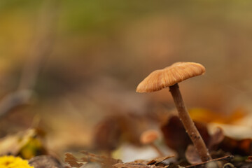 Crooked brown mushroom on the right edge, surrounded by brown forest floor, mycelium with brown cap, mycelium on the forest floor, rust-brown background in the forest, tall mycelium