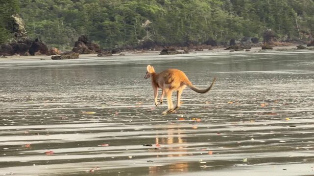 A kangaroo bounds across a quiet beach and leaves the frame, while three others linger in the background near the shoreline. Filmed at Casuarina Beach, Cape Hillsborough National Park, Australia.