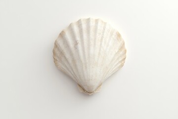 Scallop shell on white background highlighting marine life and natural texture