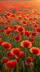 Vibrant Red Poppies in a Field.