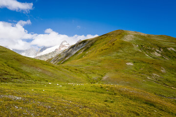 Fototapeta premium Lush green hills roll beneath a brilliant blue sky, with a distant snow-capped summit partially veiled by drifting clouds in the Val d'Aoste mountains.
