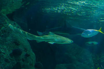 Obraz premium Zebra shark, Stegostoma fasciatum, swimming at the bottom of the main aquarium at Loro Parque Tenerife, Canary Islands
