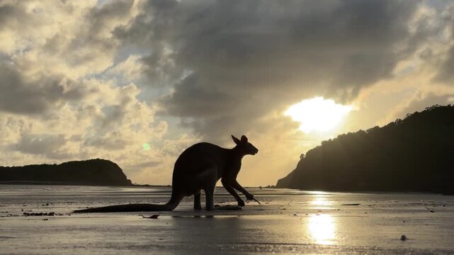 Silhouette of a kangaroo at sunrise on Casuarina Beach, slowly feeding along the shoreline in soft morning light. Filmed in Cape Hillsborough National Park, Australia.