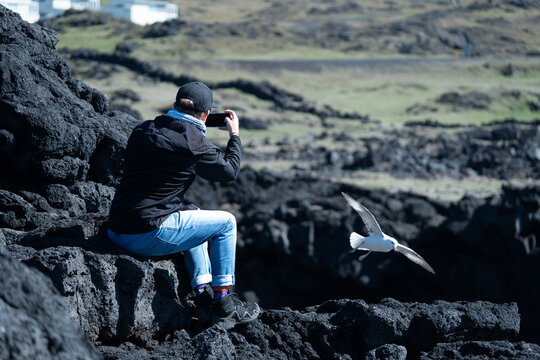 View of a man capturing a seagull in flight amidst the rugged, dark volcanic rocks, with green hills beyond, Vestmannaeyjabaer, Iceland.