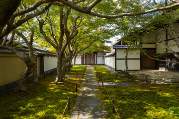 Obraz premium Sunlit stone pathway winding through a serene moss garden with mature trees and traditional wooden buildings in the Daitoku-ji temple complex, Kyoto. Gentle light filters through leafy branches