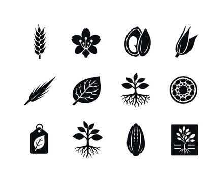 Botanical Illustrations. Solid icon set of Botanical Illustrations: spikelet, floret detail, seed anatomy, glume closeup, awn extension, leaf