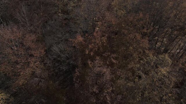 Ungraded aerial crane down to tree level in windy autumn forest with falling leaves flat profile