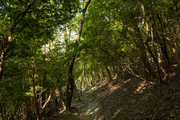 Fototapeta premium Narrow dirt trail winds through dense green forest on Mount Daimonji in Kyoto, with sunlight streaming through leafy branches and casting intricate shadows on the earthy ground.
