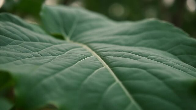 close up of green leaf